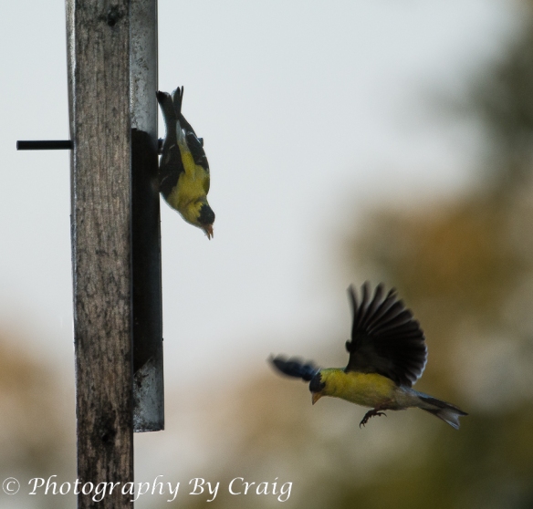 YellowFinches_3334